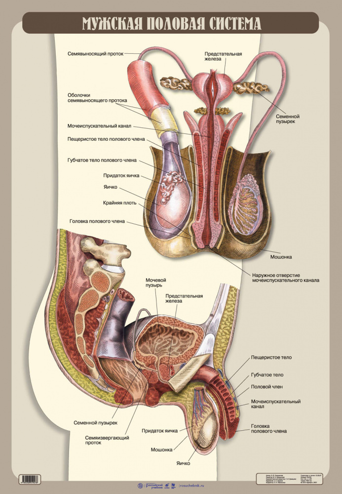 Мужская половая система фото