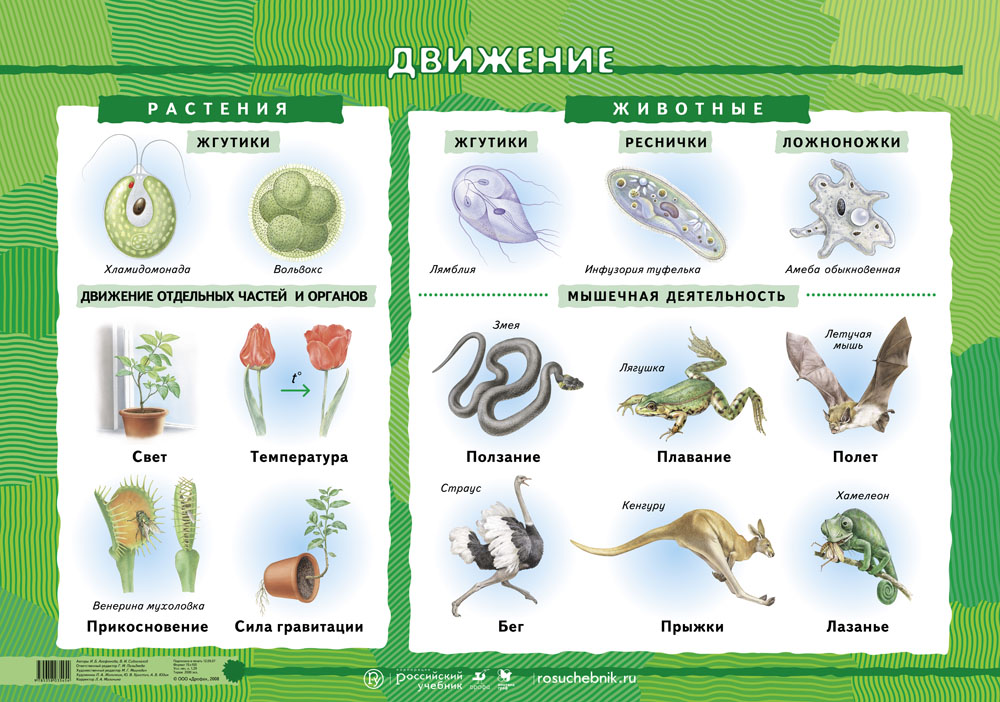 Проект для 6 класса по биологии