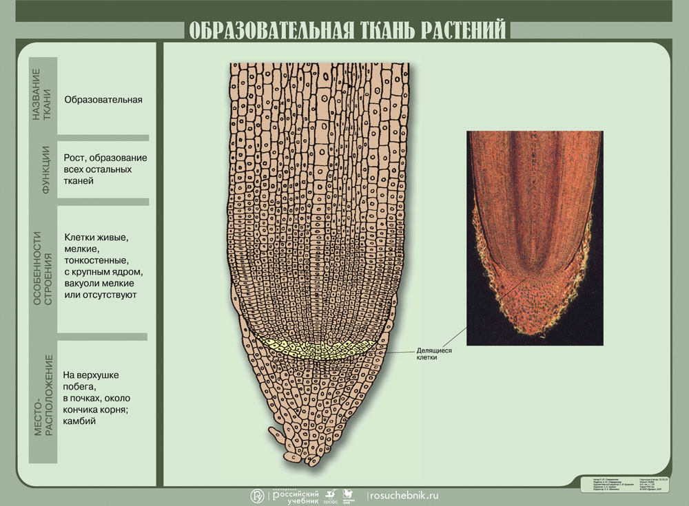 Фото образовательной ткани