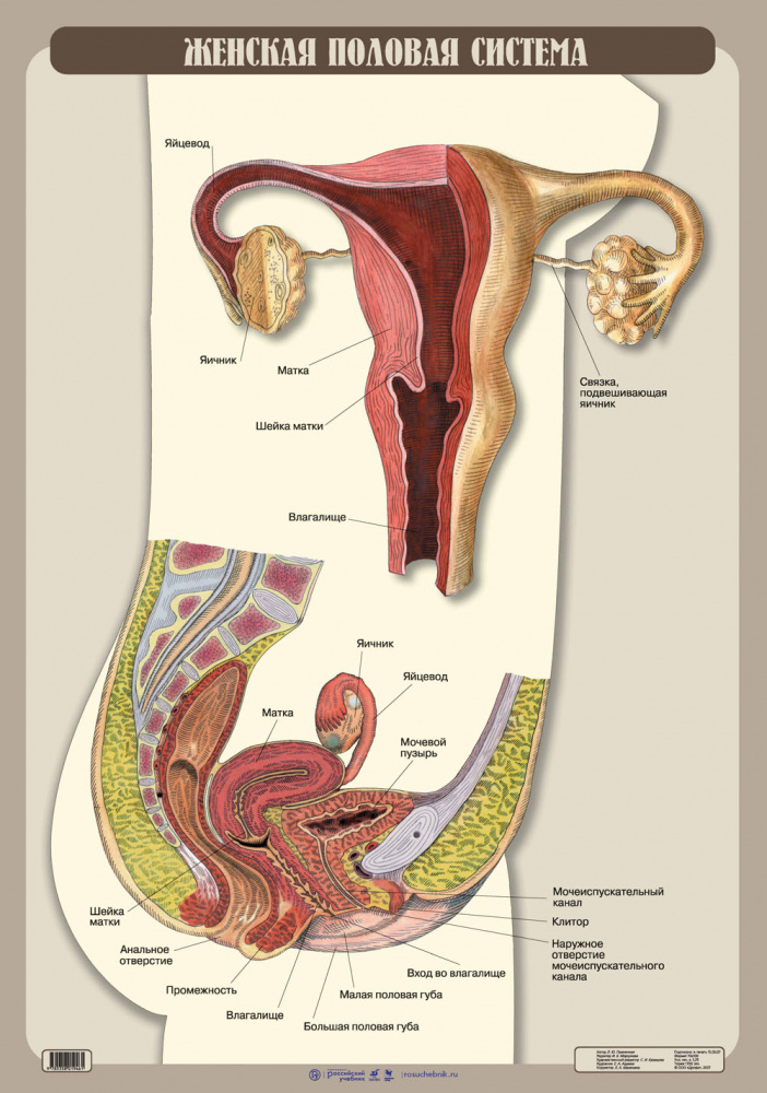 Название органов женской половой системы. Женская половая система. Анатомия женской половой системы. Строение женских органов. Анатомия половых органов женщины.