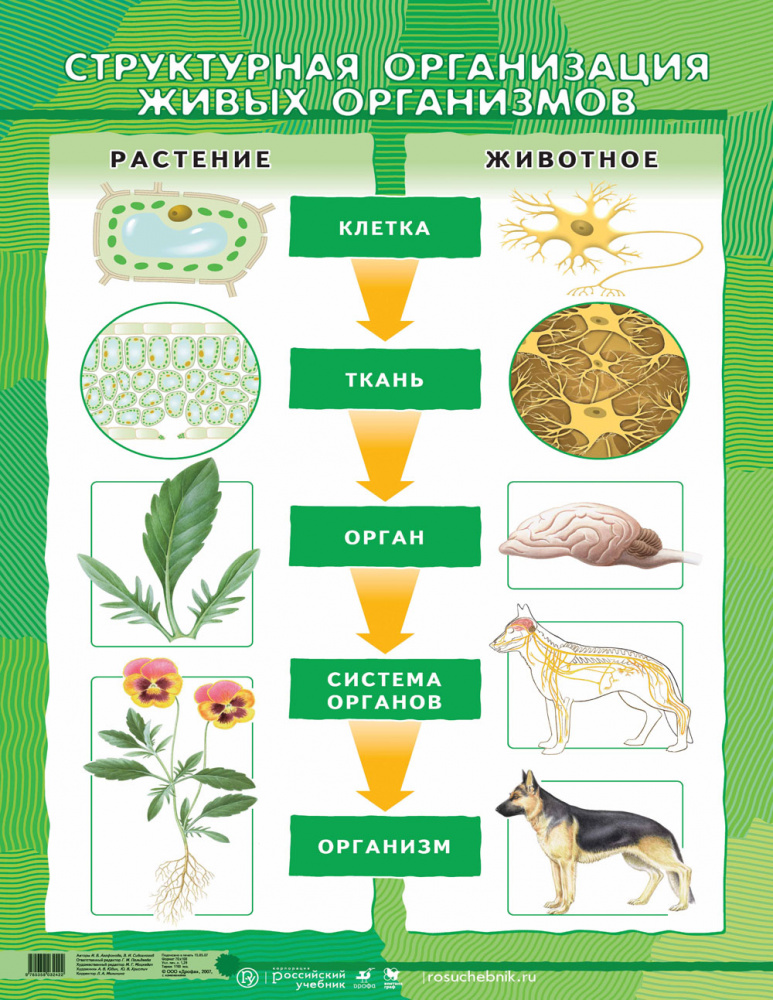 Живые организмы биологии 6 класс. Организм как единое целое. Уровни организации организма растения. Органы растений и животных. Структурная организация живых организмов.
