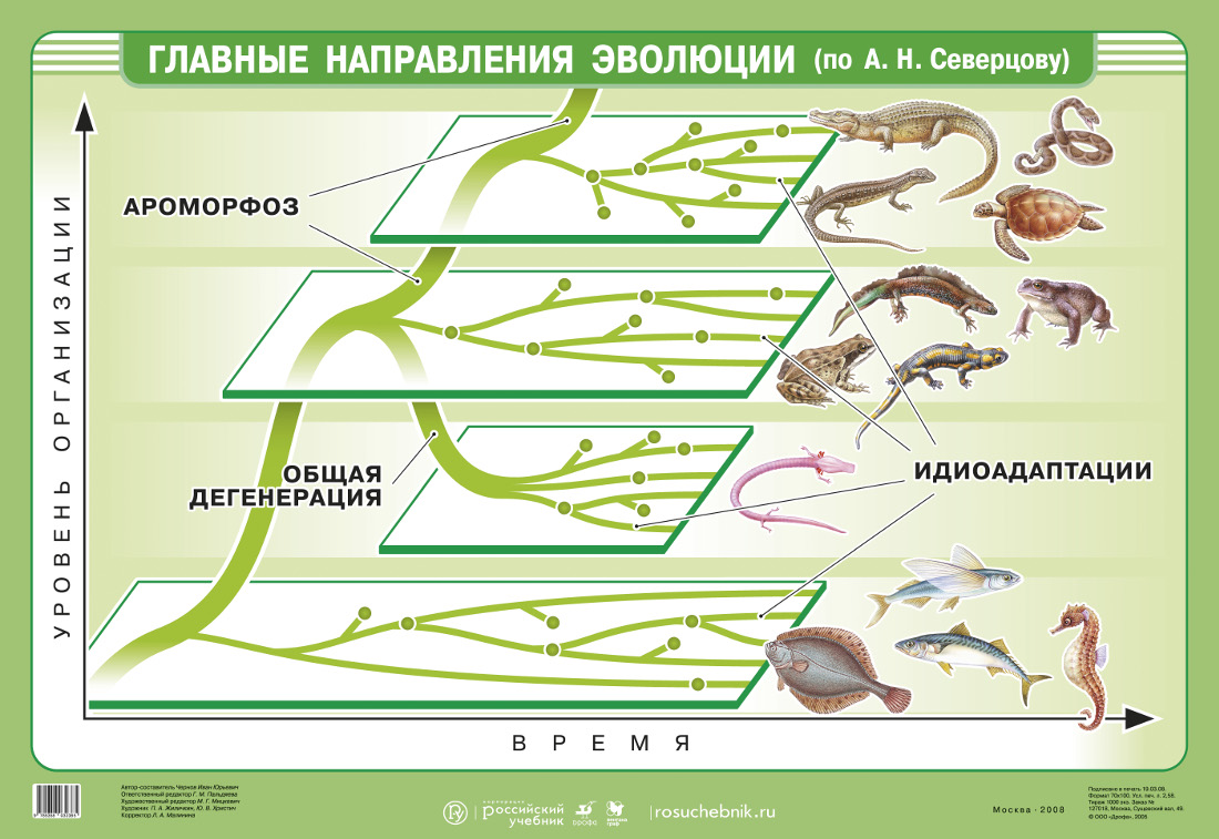 Эволюция трехслойных животных схема