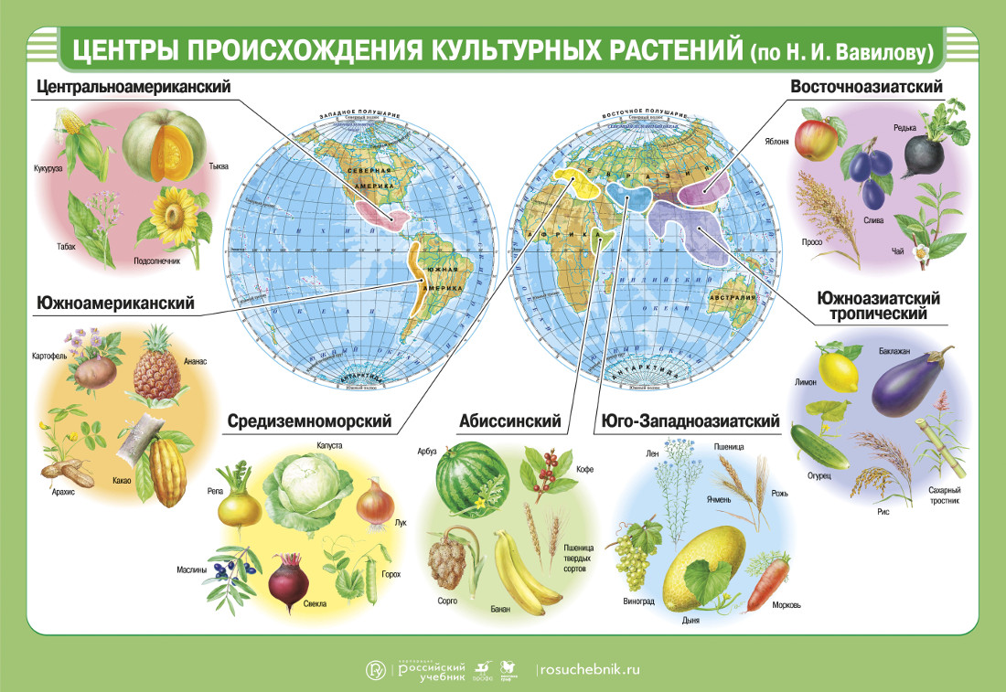 Центры происхождения культурных растений – наглядное пособие – Корпорация  Российский учебник (издательство Дрофа – Вентана)