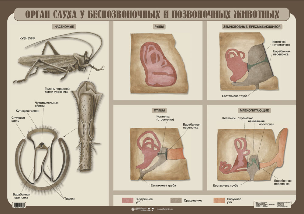 Схема строения органов равновесия и слуха животного