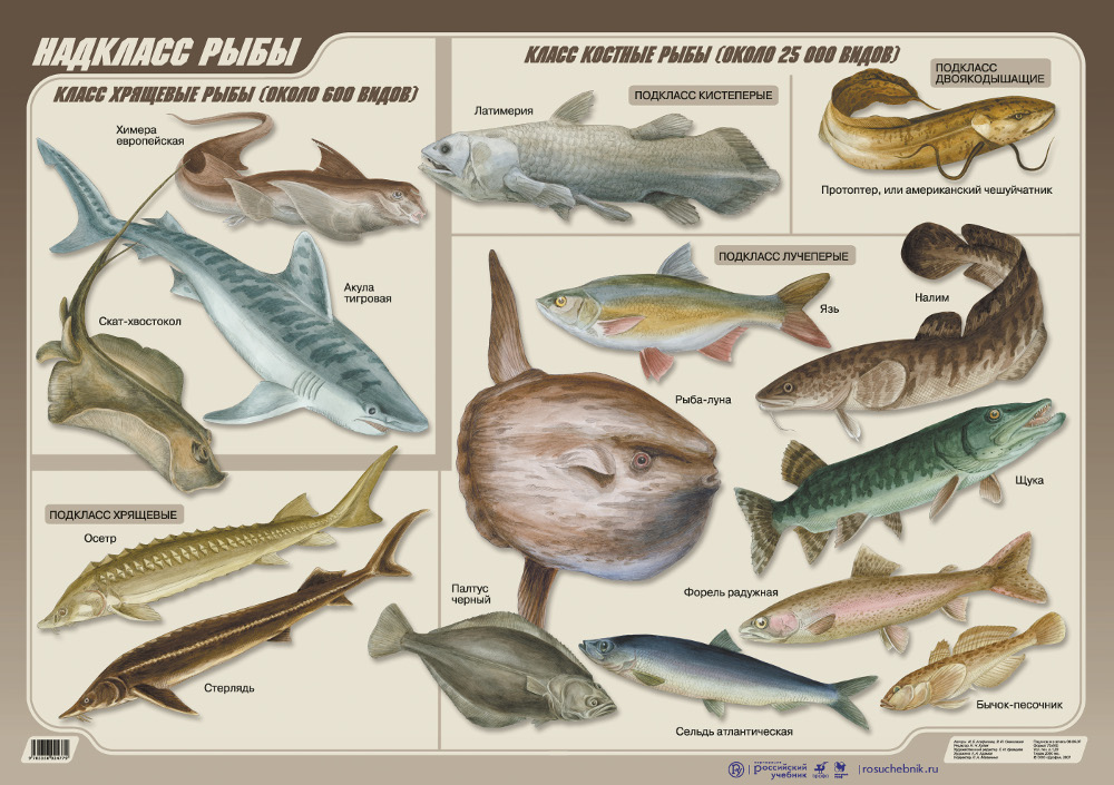 Рыбы 10 класс. Классификация костных рыб. Классификация костных рыб схема. Классификация костных рыб таблица. Надкласс рыбы класс костные.