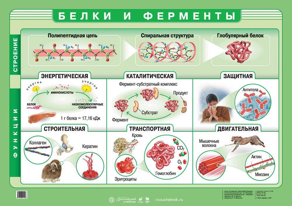 Виды белков картинки