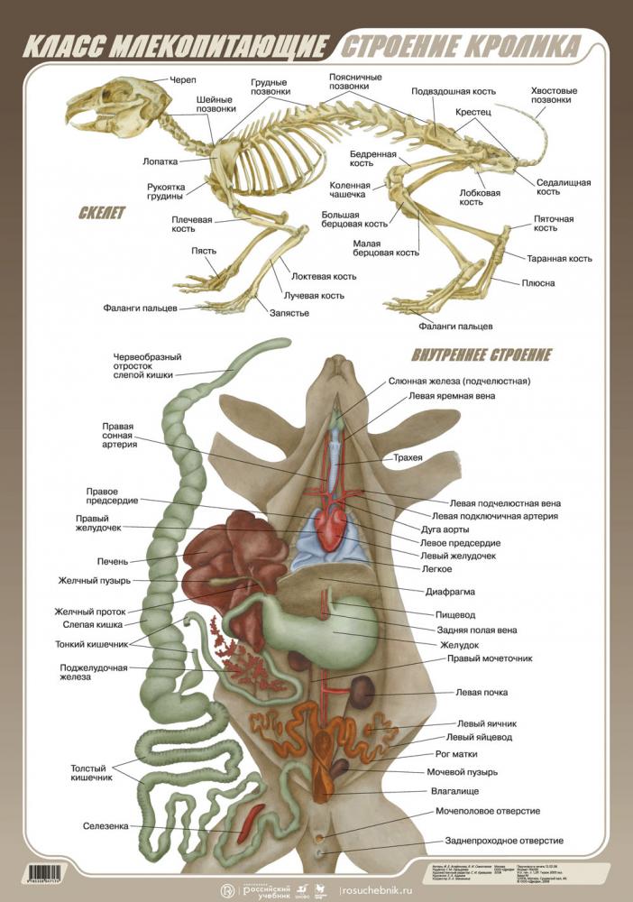 Внутреннее строение кролика биология 7 класс рисунок