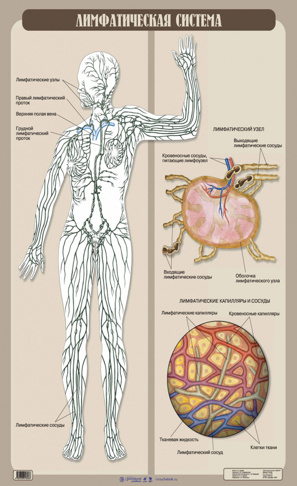 Рисунок лимфатической системы. Лимфатическая система человека анатомия. Атлас анатомии человека лимфатическая система. Лимфатическая система таблица лимфатические узлы. Лимфатическая нервная система.