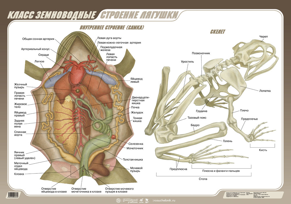 Укажите системы органов амфибий обозначьте органы лягушки изображенные на рисунке