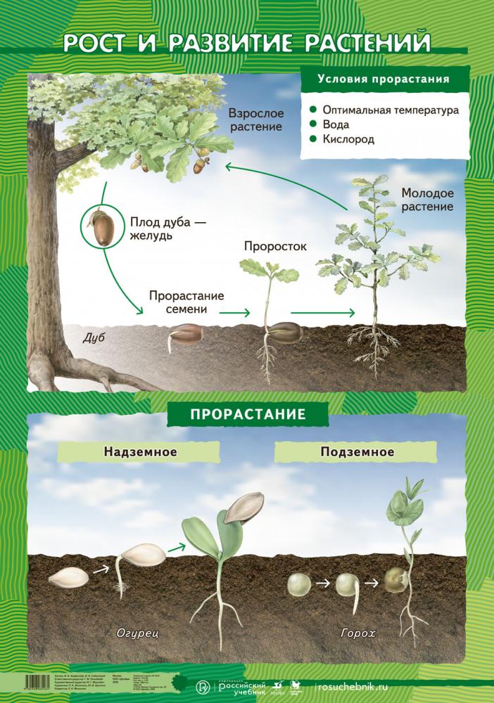 Условия роста растений 6 класс. Ьос т и развитие растений. Рост и развитие растений. Рост и развитие растений схема. Этапы роста растений.