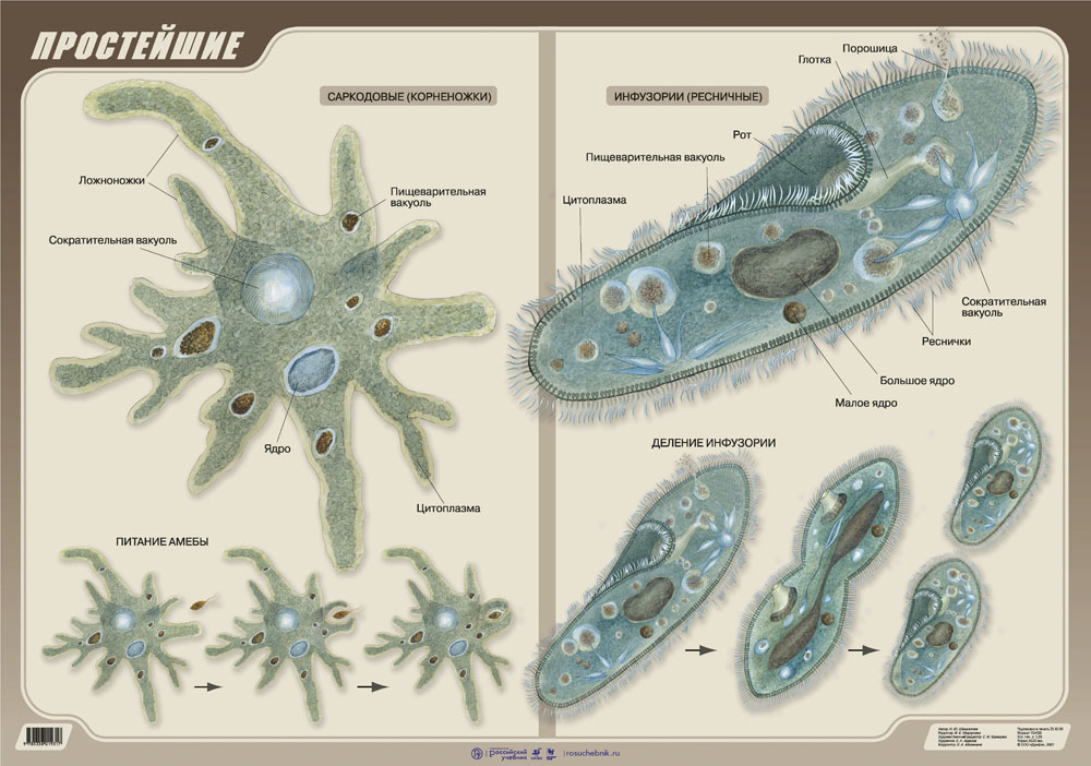Назовите типы простейших. Простейшие одноклеточные биология. Простейшие одноклеточные организмы строение. Строение простейших организмов микробиология. Простейшие животные и их названия.
