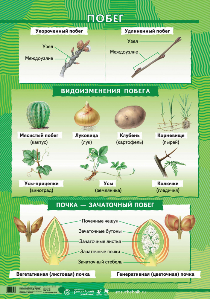 Ботаника в картинках и схемах
