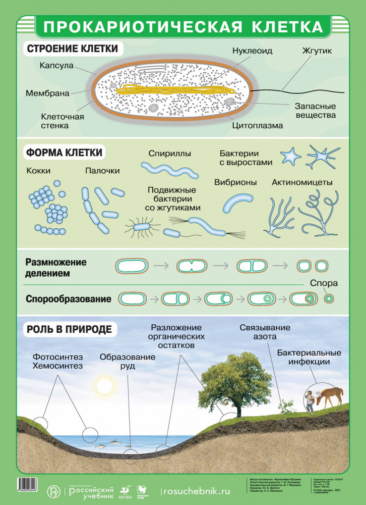 Роль клетки в природе. Наглядное пособие "биология". Наглядные пособия по биологии. Клетки бактерии наглядно. Плакат по биологии.