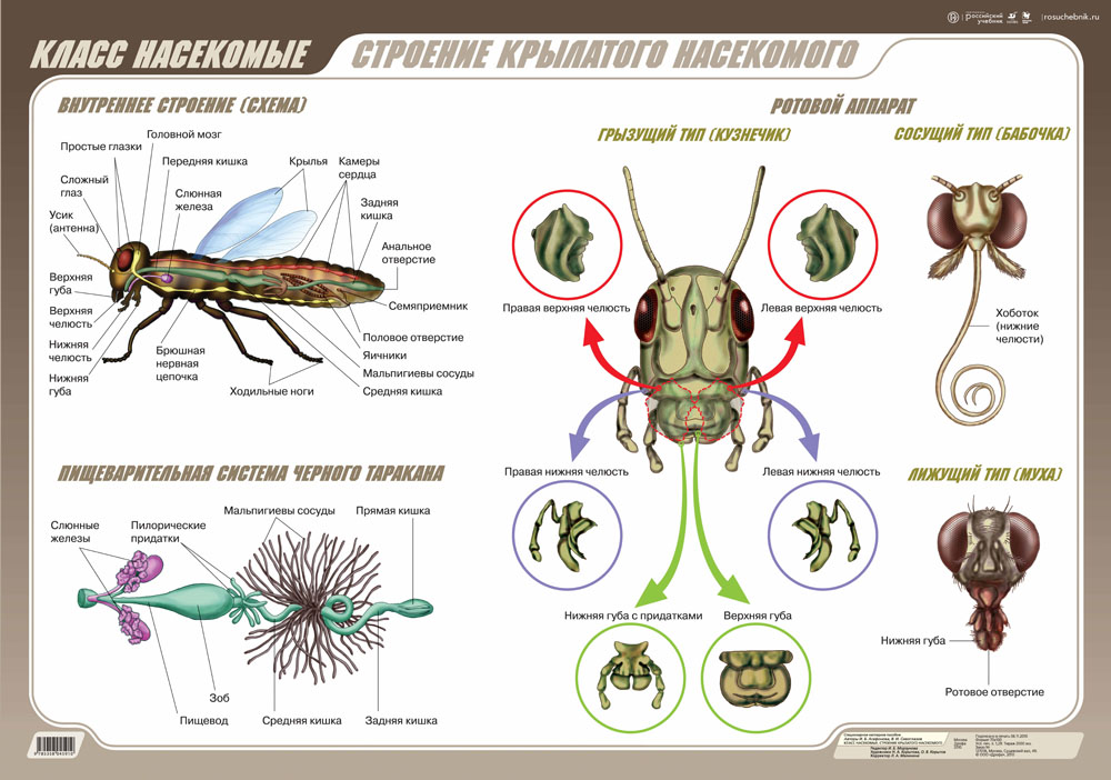 Схема строения насекомых