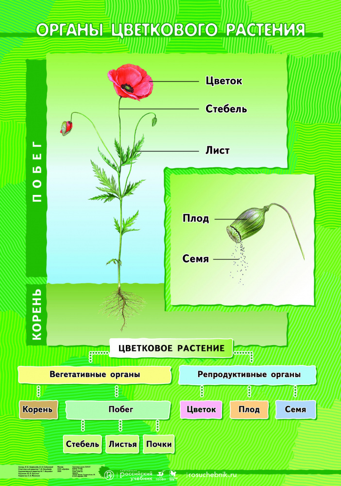 Функции органов цветкового