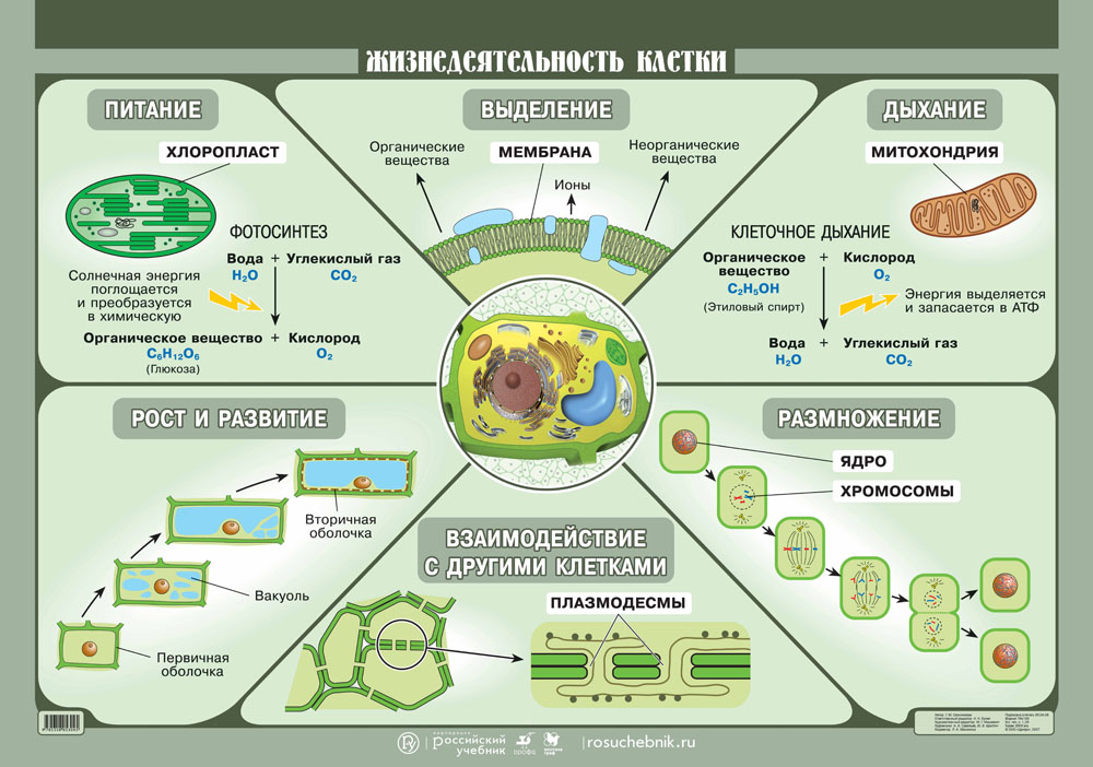 Схема жизнедеятельности клетки - 88 фото