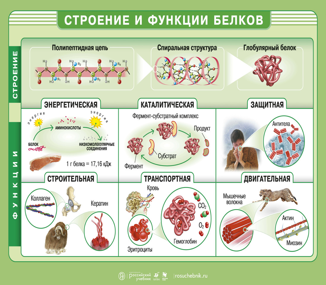 Строение и функции белков – наглядное пособие – Корпорация Российский  учебник (издательство Дрофа – Вентана)