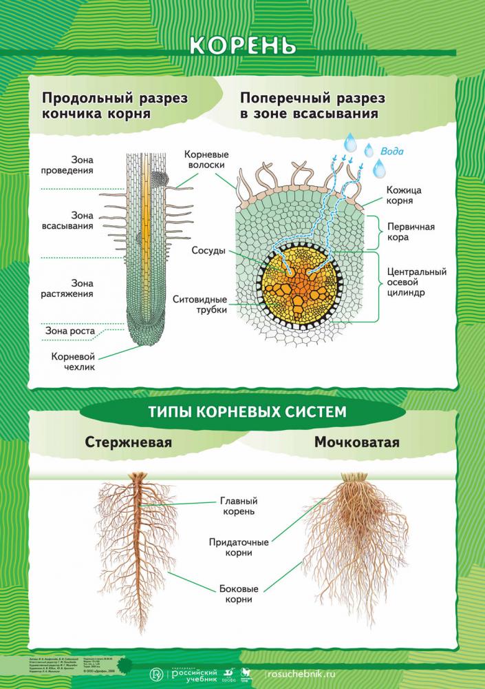 Схема по ботанике