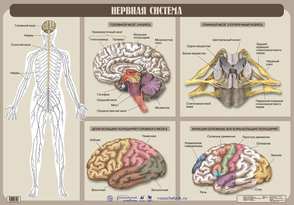 Схема мозга егэ