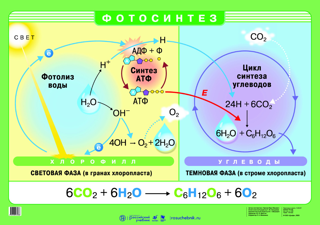 Циклические реакции в фотосинтезе