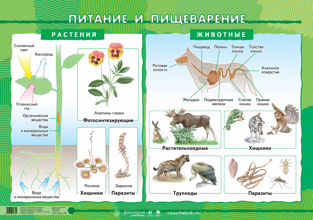 Схема по биологии