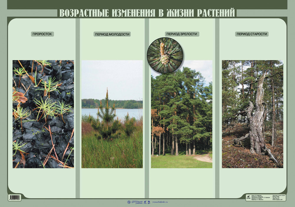 В разные периоды жизни растений. Возрастные изменения растений. Возрастные изменения в жизни растений. Возрастные этапы в жизни растений. Период молодости у растений.