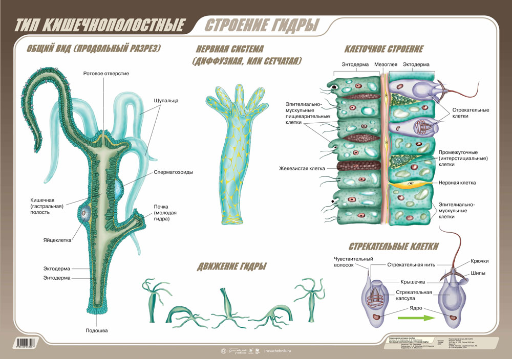 Клетки кишечнополостных рисунок