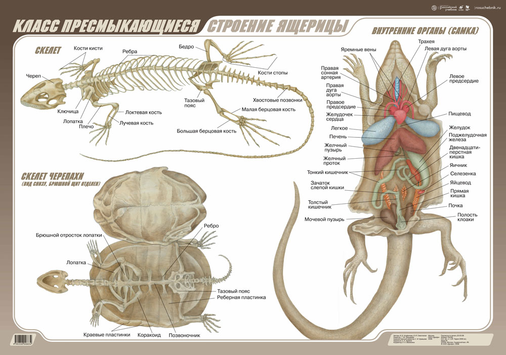 Рисунок внутренние органы ящерицы