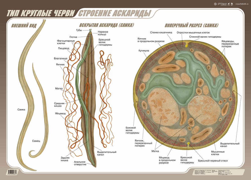 Тип Круглые Черви Картинки