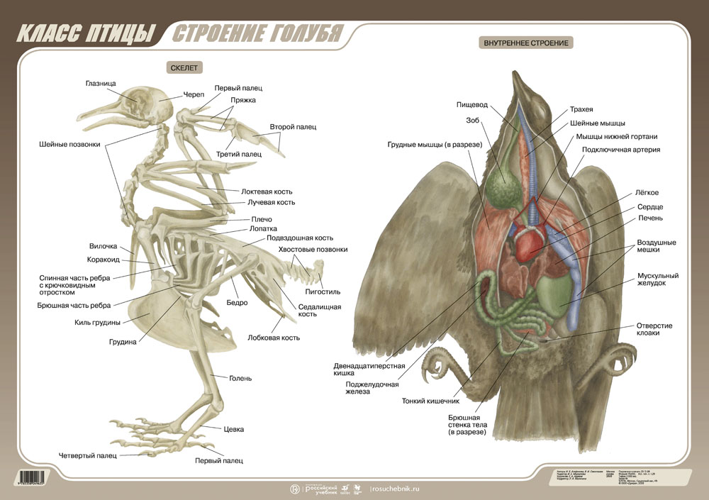 Анатомия воробья. Класс птицы внутреннее строение голубя. Внутреннее строение голубя скелет. Строение внутренних органов голубя. Внутреннее строение сизого голубя.