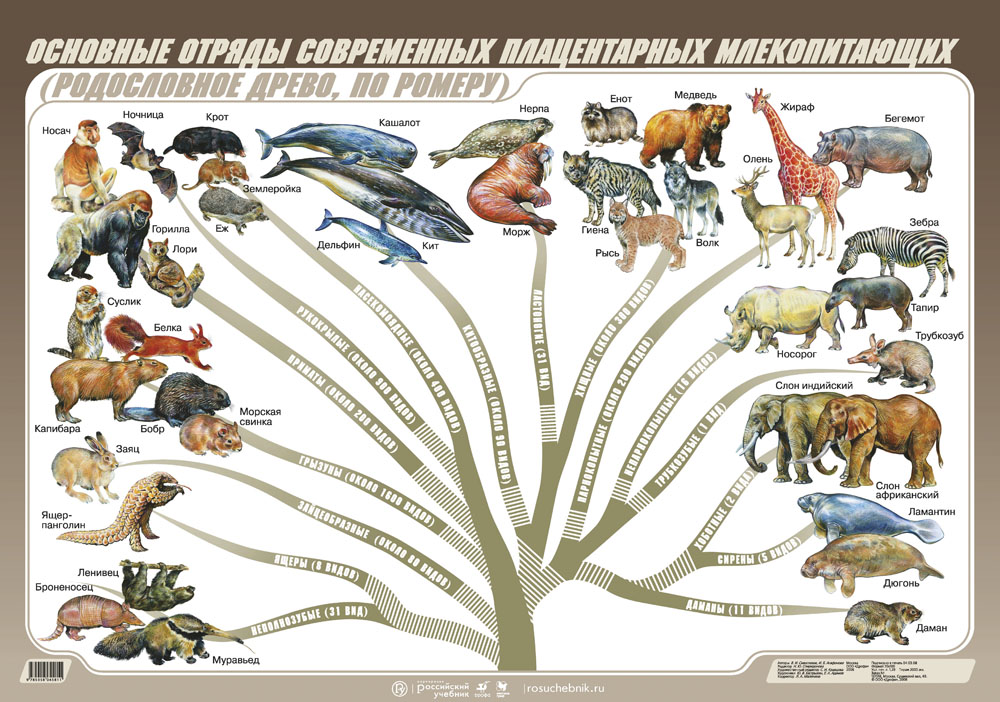 Плацентарные млекопитающие презентация