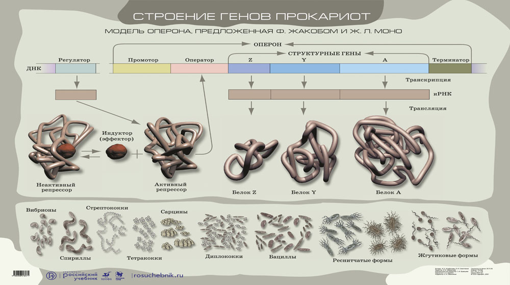 Геном прокариот презентация