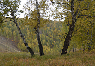 Деревья В Красноярске Фото